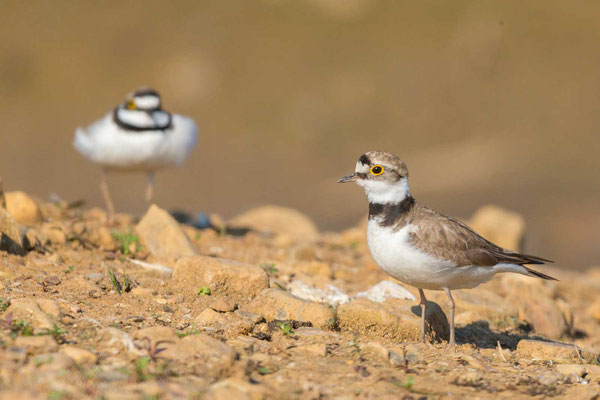 Flussregenpfeifer (Thinornis dubius), Männchen und Weibchen bei der Balz.