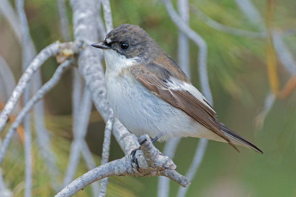 männlicher Trauerschnäpper (Ficedula hypoleuca), von der Seite
