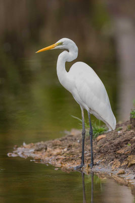 Östlicher Silberreiher (Ardea alba modesta)