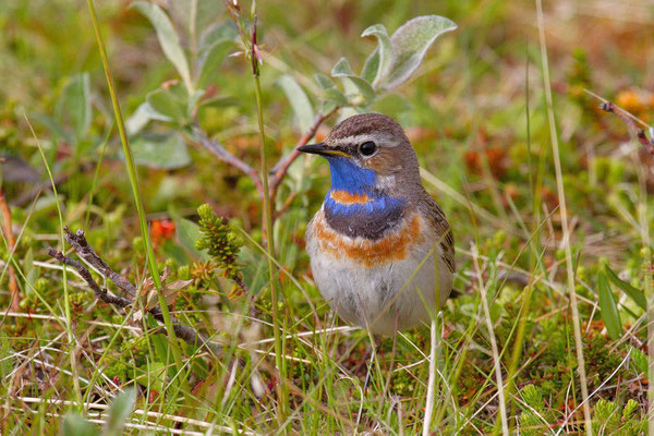 Blaukehlchen (Luscinia  svecica svecica)