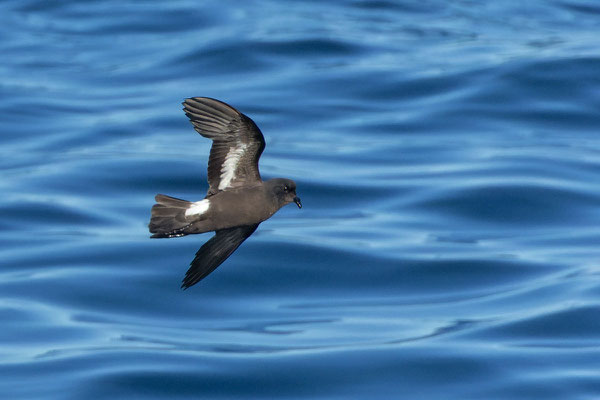 Sturmwellenläufer (Hydrobates pelagicus) im Flug, Blick auf die Unterseite.