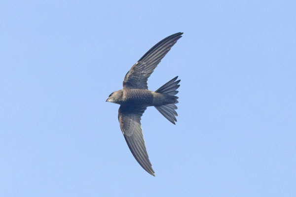 Fahlsegler (Apus pallidus) im Flug von Unten, Oktober 2023 Helgoland