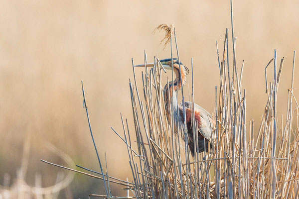 Purpurreiher (Ardea purpurea) im Nest stehend.