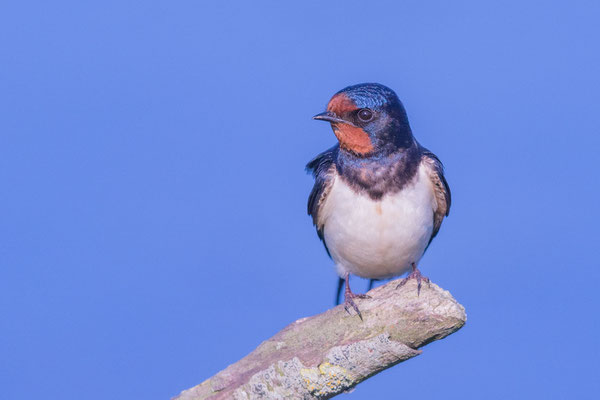 Rauchschwalbe (Hirundo rustica)