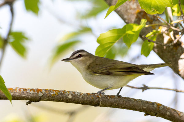 Rotaugenvireo (Vireo olivaceus)