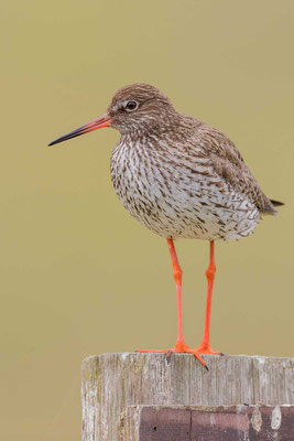 Rotschenkel (Tringa totanus)