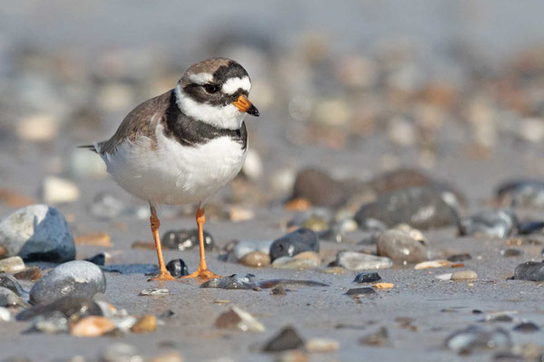  Sandregenpfeifer (Charadrius hiaticula)