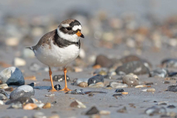  Sandregenpfeifer (Charadrius hiaticula)