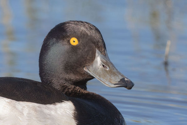 Portrait einer männliche Reiherente (Aythya fuligula)