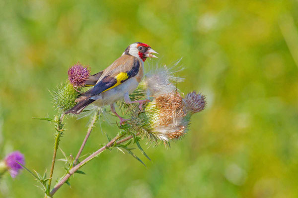 Stieglitz (Carduelis carduelis)