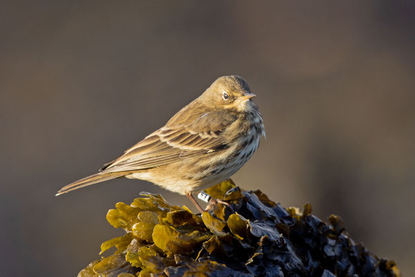 Strandpieper (Anthus petrosus) sitzt auf einem Felsen, der mit Sägertang (Fucus serratus) bewachsen ist. 