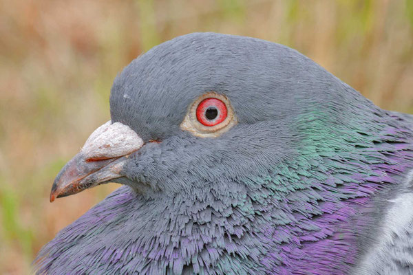 Straßentaube (Columba livia domestica)