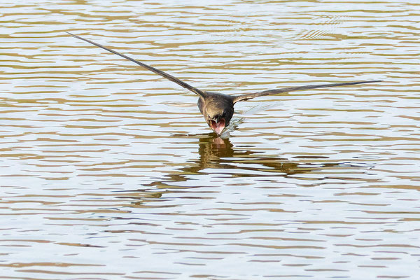 Mauersegler (Apus apus) fliegt knapp über der Wasseroberfläche mit aufgesperrtem Schnabel um zu trinken.