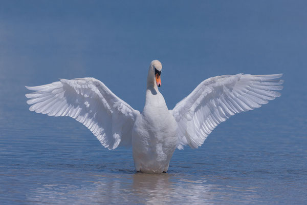 Höckerschwan (Cygnus olor)