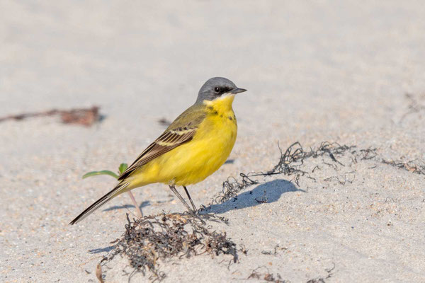 Thunbergschafstelze (Motacilla flava thunbergi), Männchen