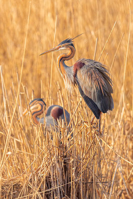 Purpurreiher (Ardea purpurea) im Nest stehend.