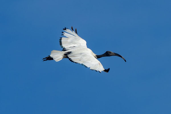 Flugbild eines Pharaonenibis (früher Heiliger Ibis, Threskiornis aethiopicus).