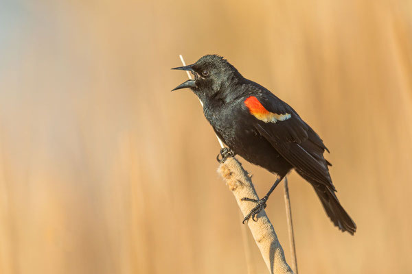 Rotflügelstärling (Agelaius phoeniceus), Männchen