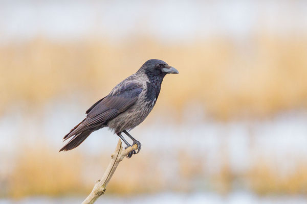 Nebelkrähe (Corvus corone)