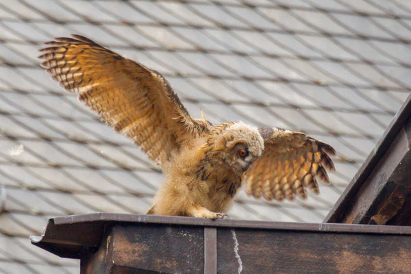 Uhu (Bubo bubo), Jungvogel