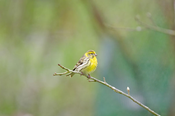 Girlitz (Serinus serinus), Foto: Viola Wege