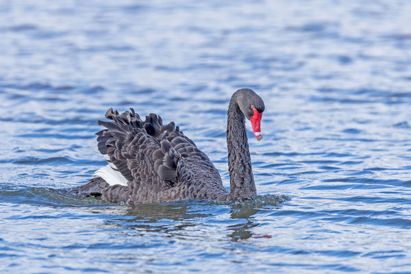 Trauerschwan (Cygnus atratus)