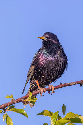 Star (Sturnus vulgaris) im Prachtkleid sitzt in einem Obstbaum und blickt auf sein Revier 