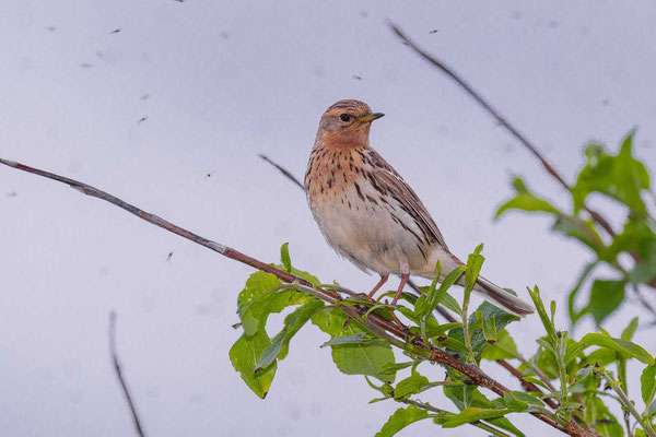 Rotkehlpieper (Anthus cervinus)