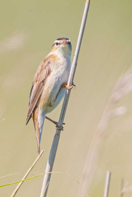 Schilfrohrsänger (Acrocephalus schoenobaenus)