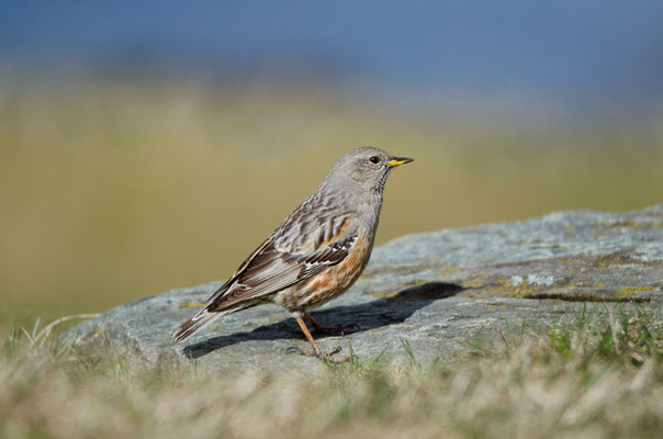 Alpenbraunelle (Prunella collaris), Foto: Viola Wege