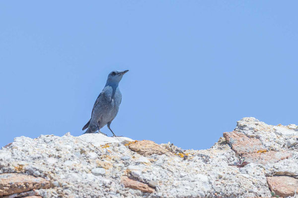 Blaumerle (Monticola solitarius)