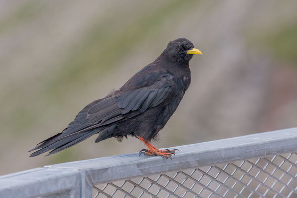 Alpendohle (Pyrrhocorax graculus) hockt auf einer Balustrade, 