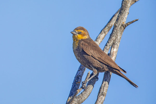 Brillenstärling (Xanthocephalus xanthocephalus), Weibchen  