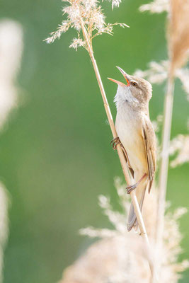 Drosselrohrsänger (Acrocephalus arundinaceus)