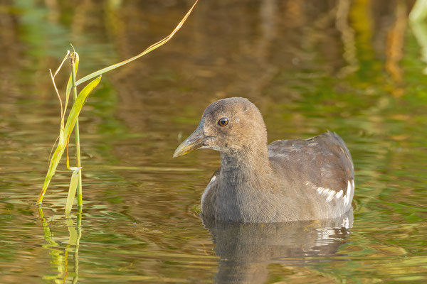 Teichhuhn (Gallinula chloropus), Jungvogel, schwimmt auf dem Grillteich der Insel Düne