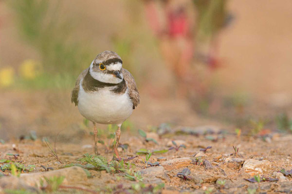 Männlicher Flussregenpfeifer (Thinornis dubius)