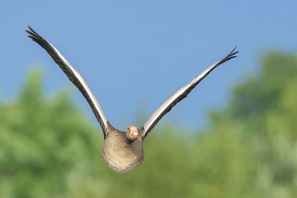 Graugans (Anser anser) im Flug von oben.