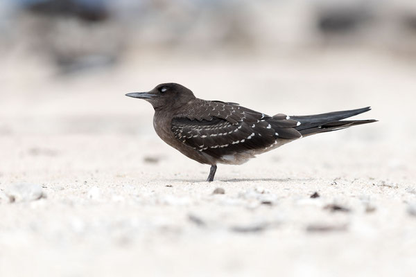 Juvenile  Rußseeschwalbe (Onychoprion fuscatus)