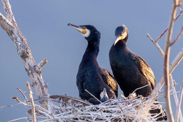 Kormoran (Phalacrocorax carbo), Paar im Nest mit Jungvogel