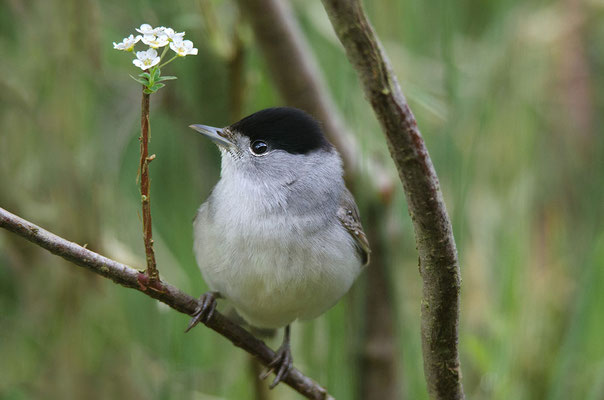 Mönchsgrasmücke (Sylvia atricapilla), Foto: Viola Wege