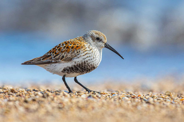 Alpenstrandläufer (Calidris alpina) im Prachtkleid läuft über den Kiesstrand. 