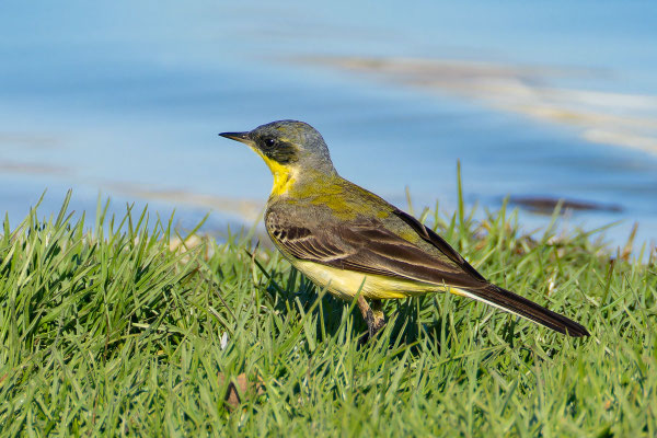 Subadultes Männchen (Oman, Januar 2026), schräg von der Seite.