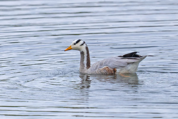 Streifengans (Anser indicus)