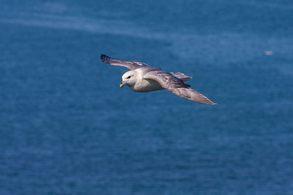 Eissturmvogel (Fulmarus glacialis) im Flug vor dem Helgoländer Lummenfelsen