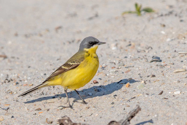 Thunbergschafstelze (Motacilla flava thunbergi), Männchen