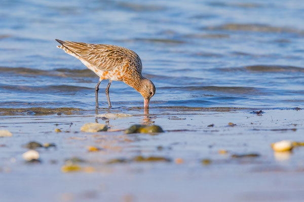 Pfuhlschnepfe (Limosa lapponica) im Übergangskleid auf der Nordseeinsel Helgoland.