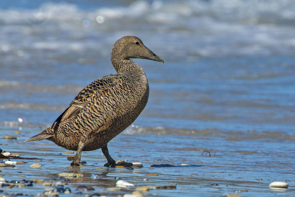 Eiderente (Somateria mollissima mollissima), Weibchen geht über den Strand (Mai; Helgoland)