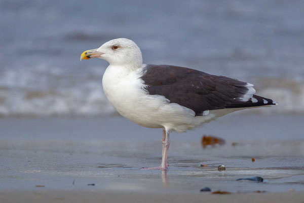 Mantelmöwe (Larus marinus), vierter Winter