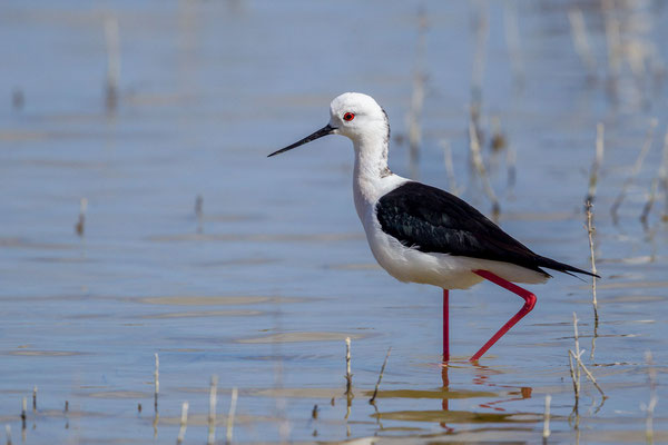 Stelzenläufer (Himantopus himantopus)