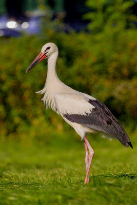 Weißstorch (Ciconia ciconia)